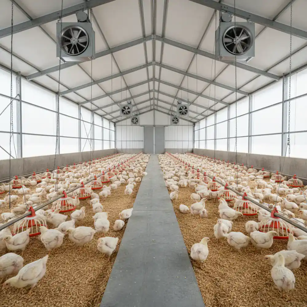 Modern ventilated broiler housing facility